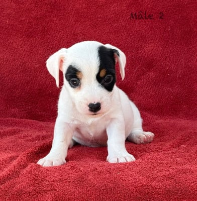 Les chiots de Jack Russell Terrier