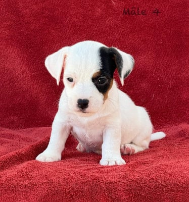 Les chiots de Jack Russell Terrier