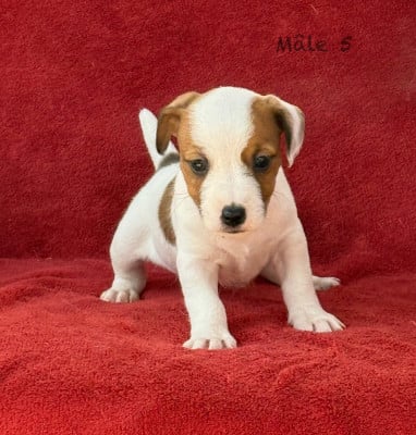Les chiots de Jack Russell Terrier