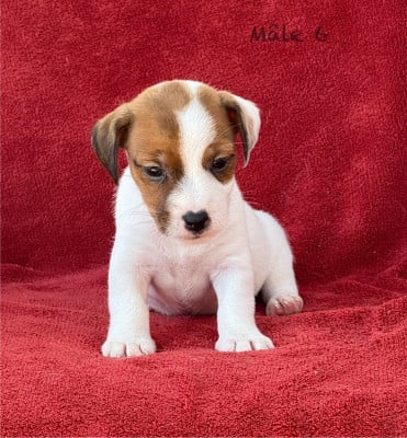 Les chiots de Jack Russell Terrier