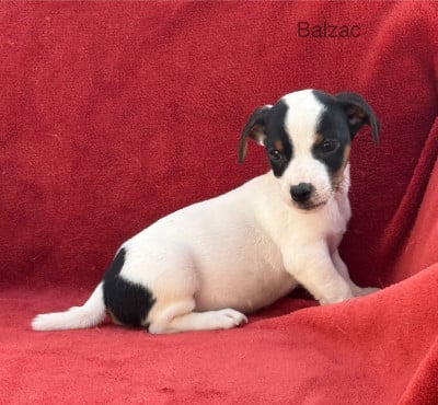 Les chiots de Jack Russell Terrier