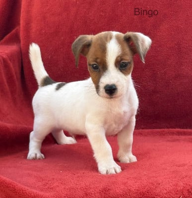 Les chiots de Jack Russell Terrier