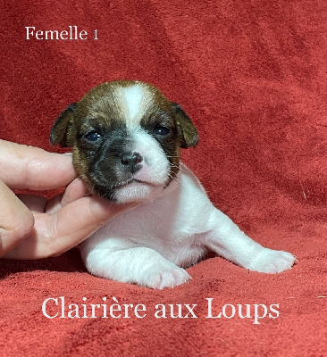 Les chiots de Jack Russell Terrier