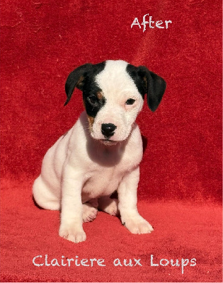 Les chiots de Jack Russell Terrier