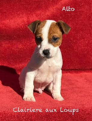 Les chiots de Jack Russell Terrier
