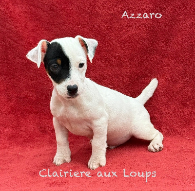 Les chiots de Jack Russell Terrier
