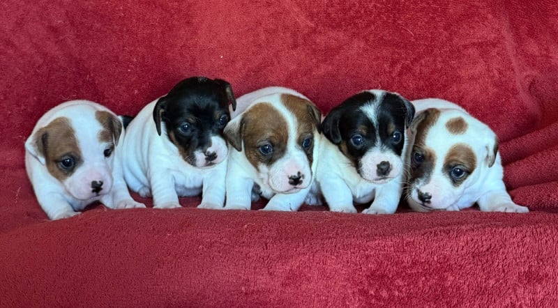 Jack Russell Terrier - du Domaine de la Clairiere aux Loups
