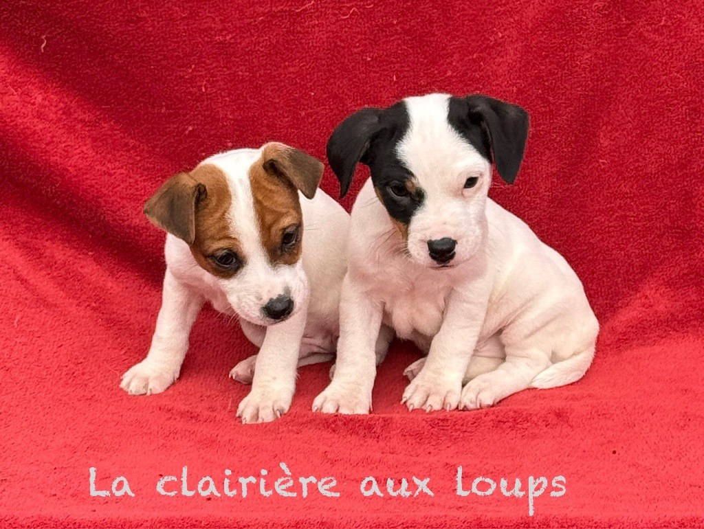 Jack Russell Terrier - Disponibles 2 petits m?les LOF - du Domaine de la Clairiere aux Loups