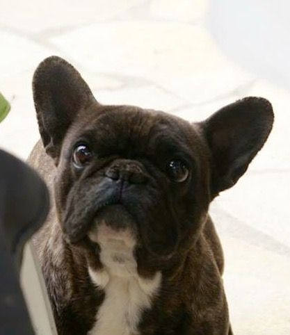 Publication : du Boudoir à Malice Auteur : Mme Gwenaëlle HYARD