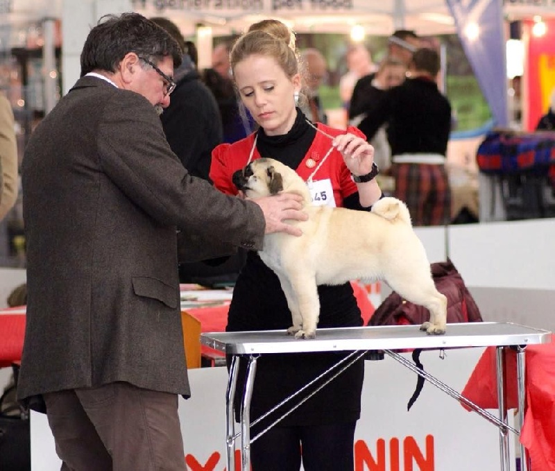 Just my angel du Duncallipsy - 1er excellent classe jeune mâle + meilleur jeune