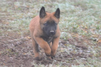 Les chiots de Berger Belge
