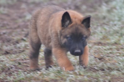 Les chiots de Berger Belge