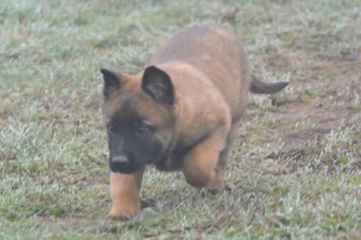 Les chiots de Berger Belge