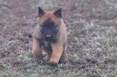 Les chiots de Berger Belge