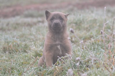 Les chiots de Berger Belge