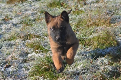 Les chiots de Berger Belge