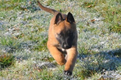 Les chiots de Berger Belge