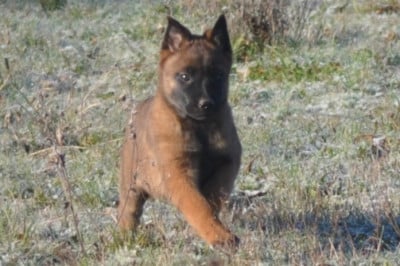 Les chiots de Berger Belge