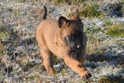Les chiots de Berger Belge