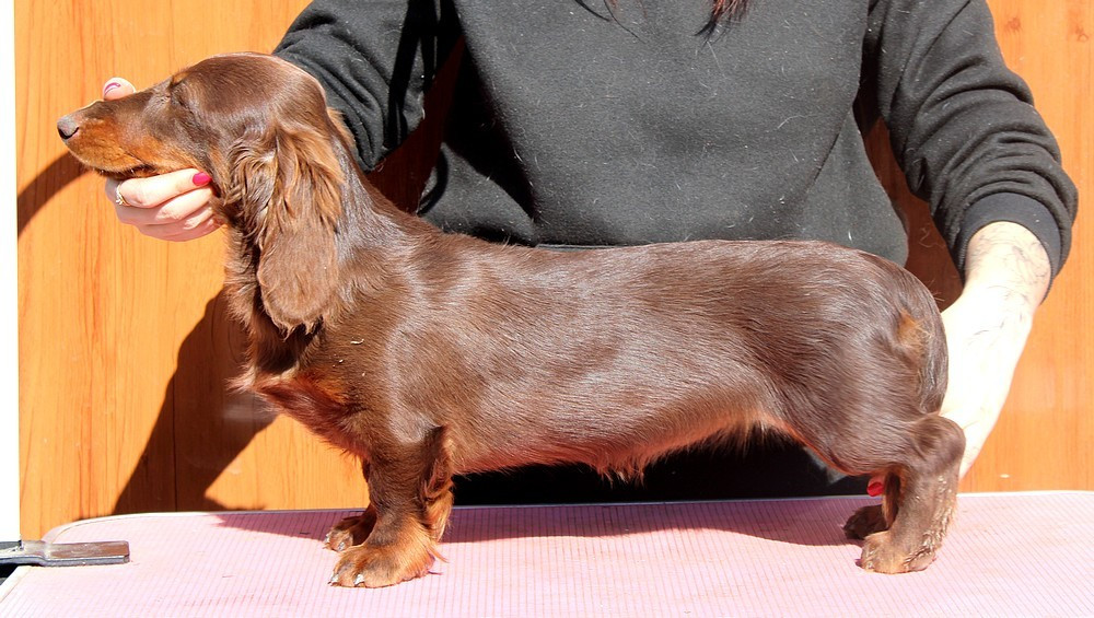 A last race Of Moonlight Blue