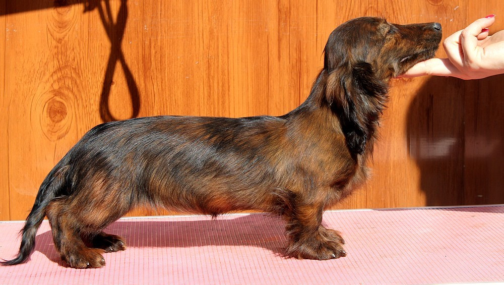 A The Star Rumi Of Moonlight Blue