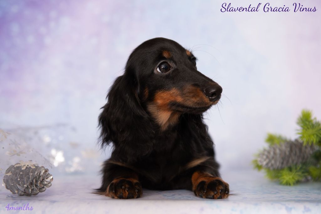 slavental Gracia vinus