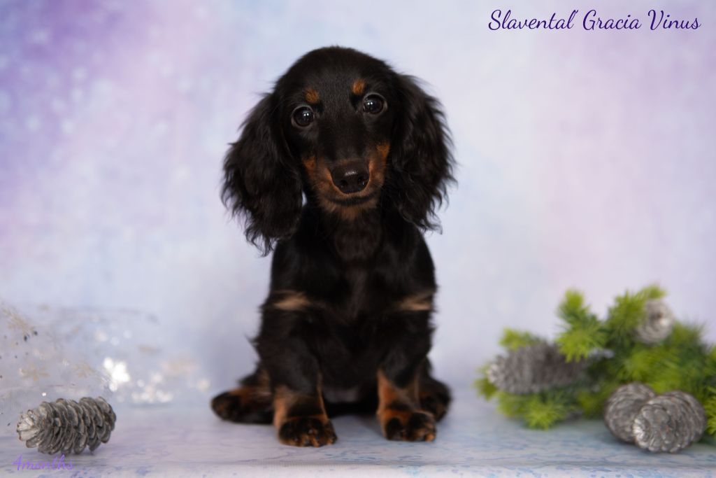 slavental Gracia vinus