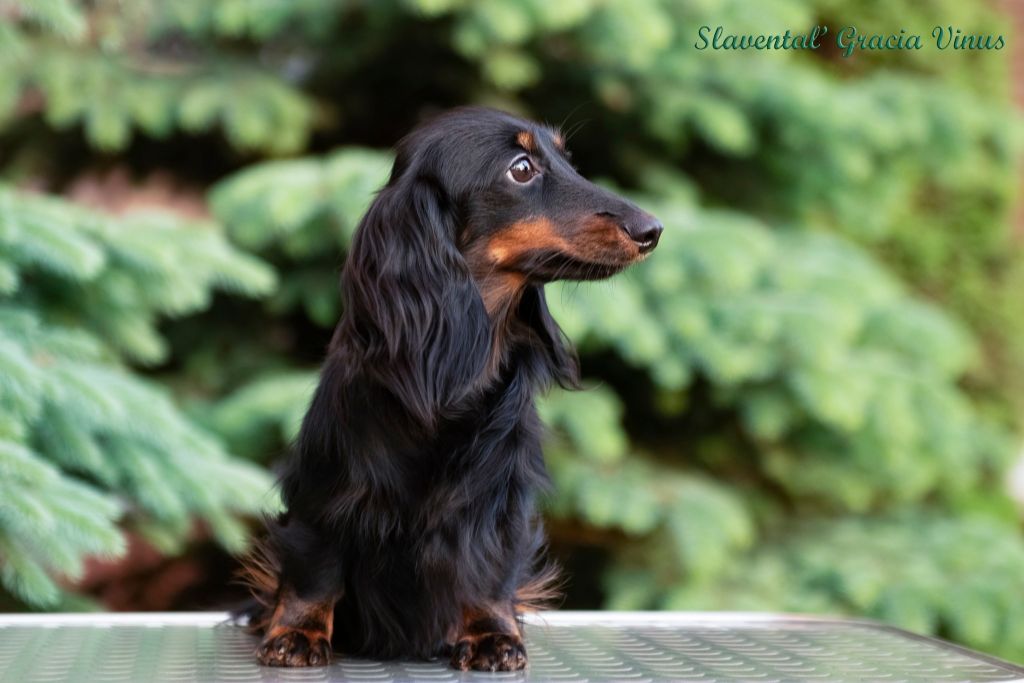 slavental Gracia vinus