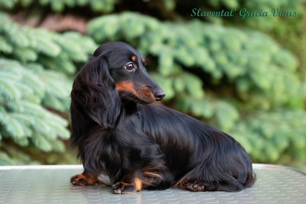 slavental Gracia vinus