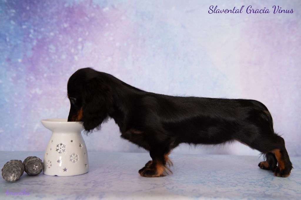 slavental Gracia vinus