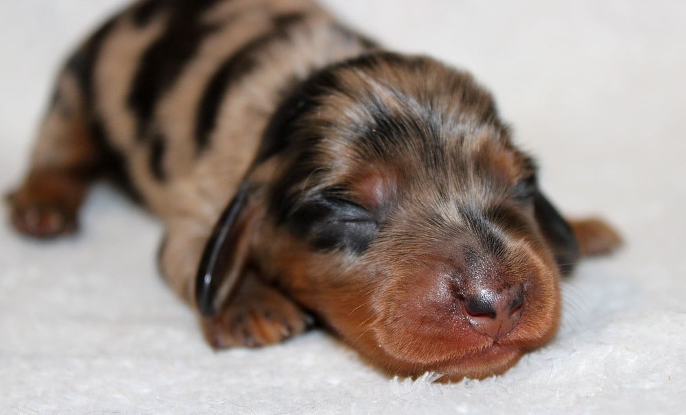 Chiot N°2