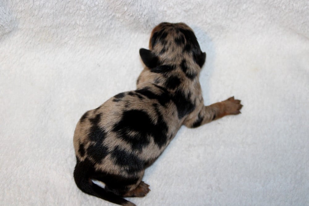 Chiot N°2