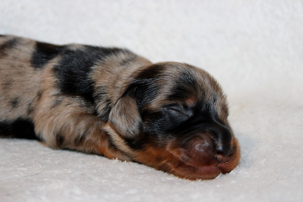 Chiot N°3