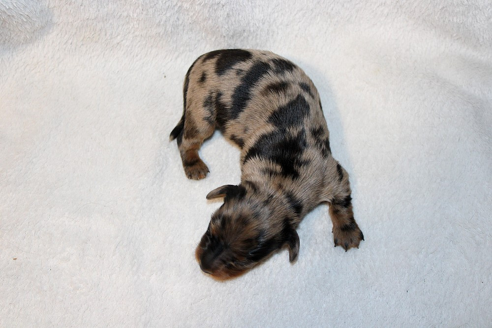 Chiot N°3