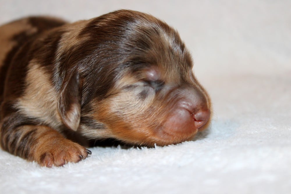 Chiot N°4