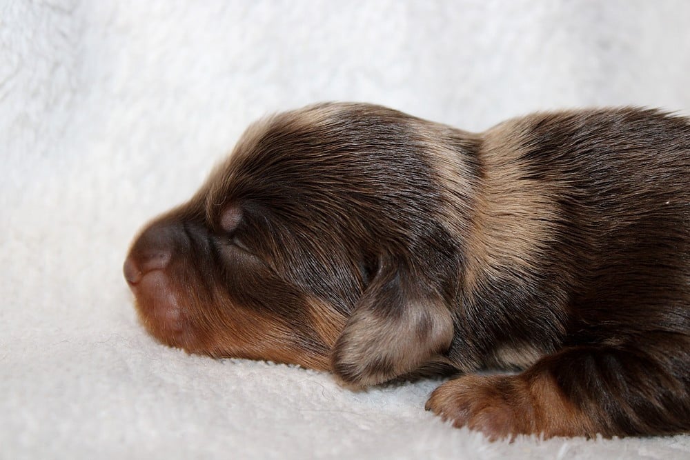 Chiot N°4