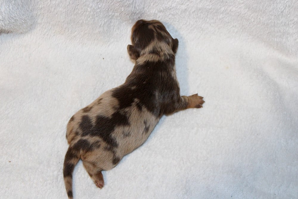 Chiot N°4