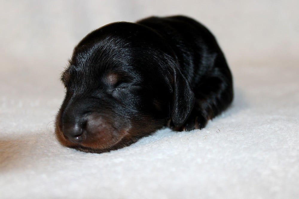 Chiot N°5
