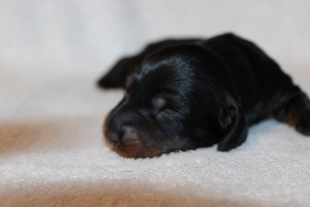 Chiot N°5