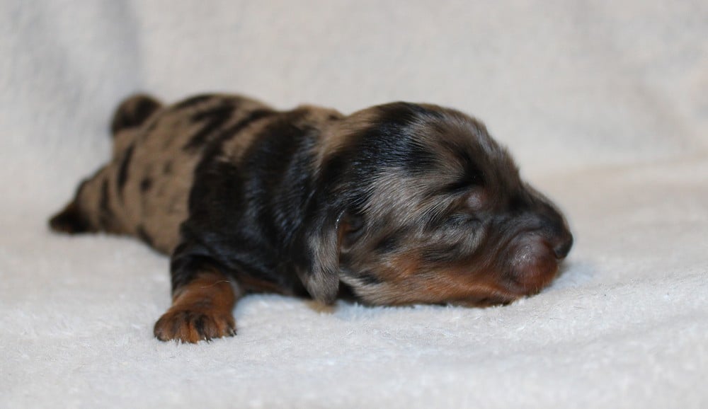 Chiot N°1