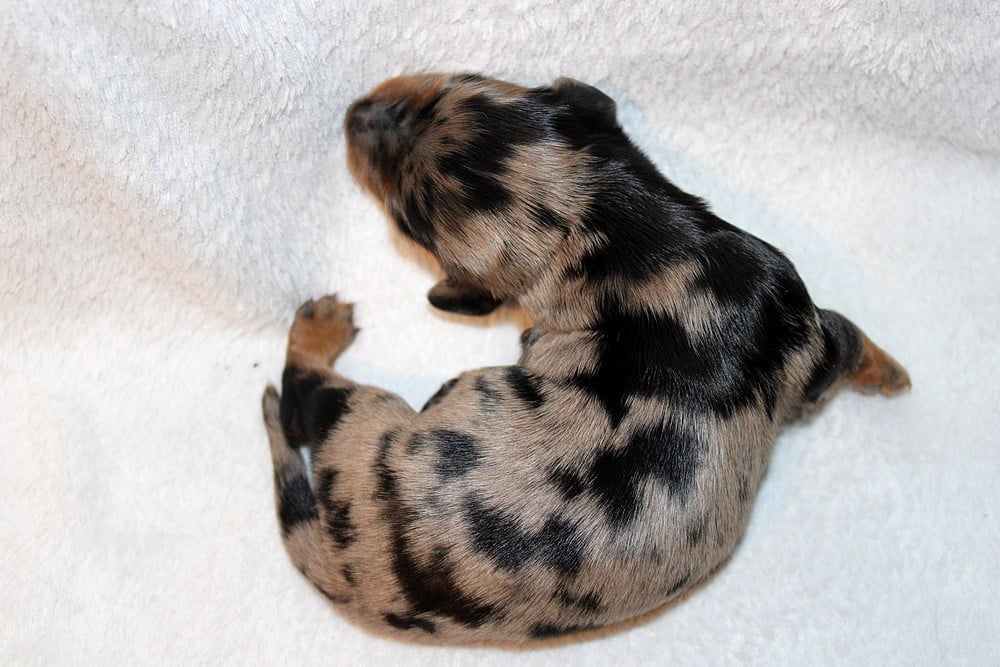 Chiot N°1