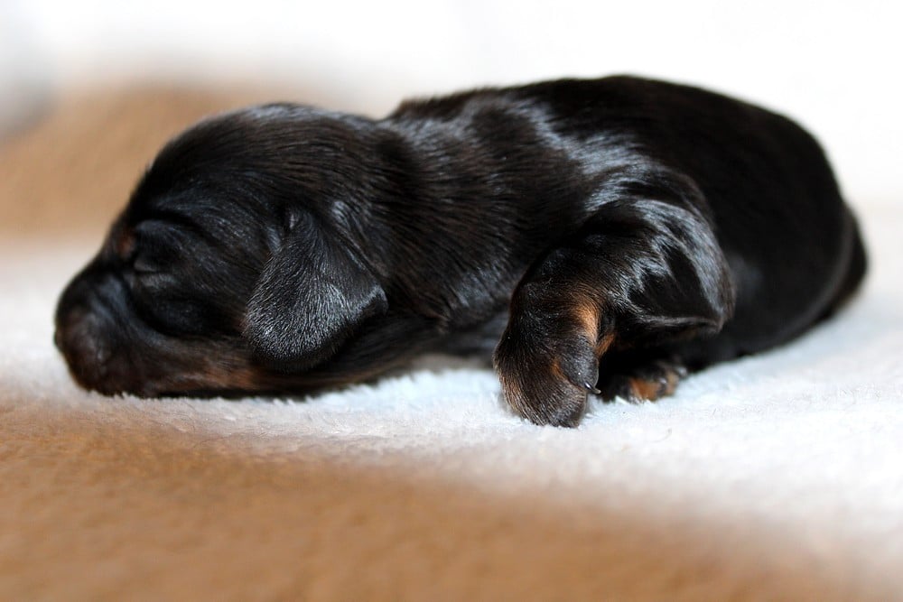 Chiot N°6