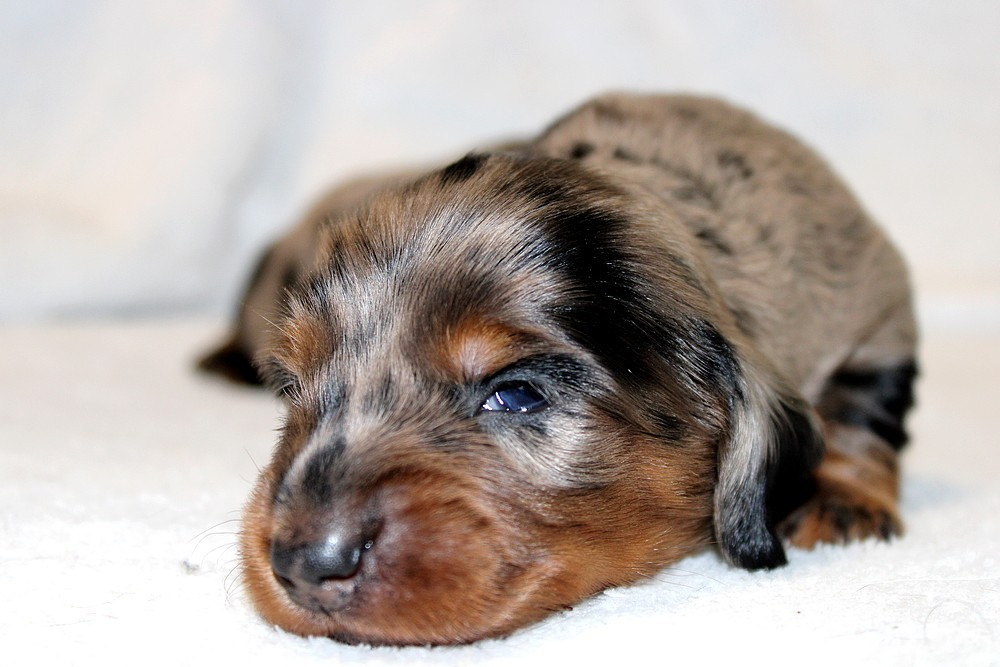 Chiot N°1