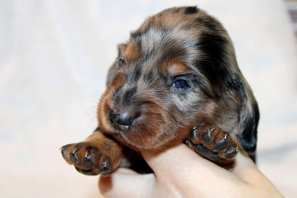 Chiot N°1