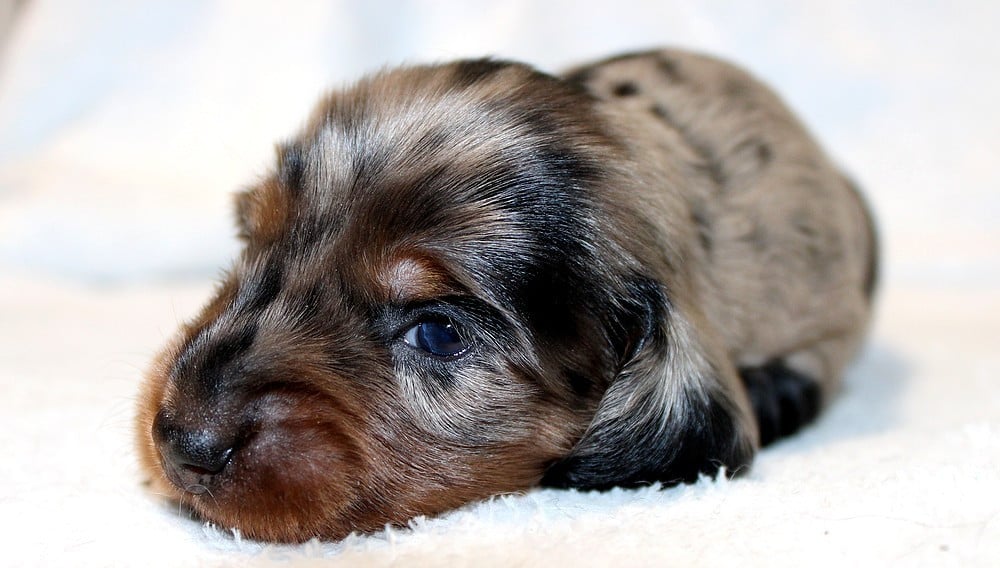 Chiot N°1