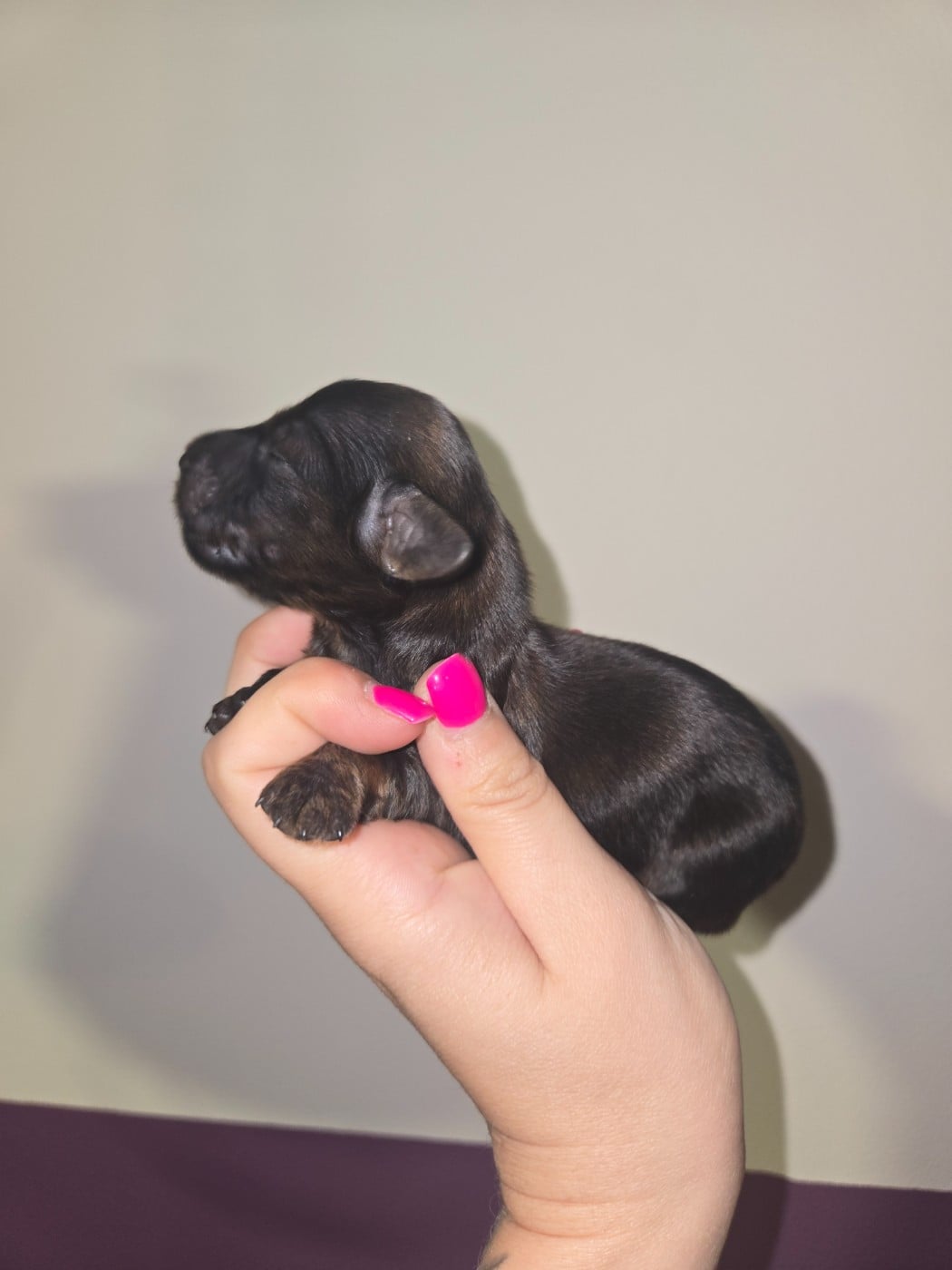 Chiot N°1