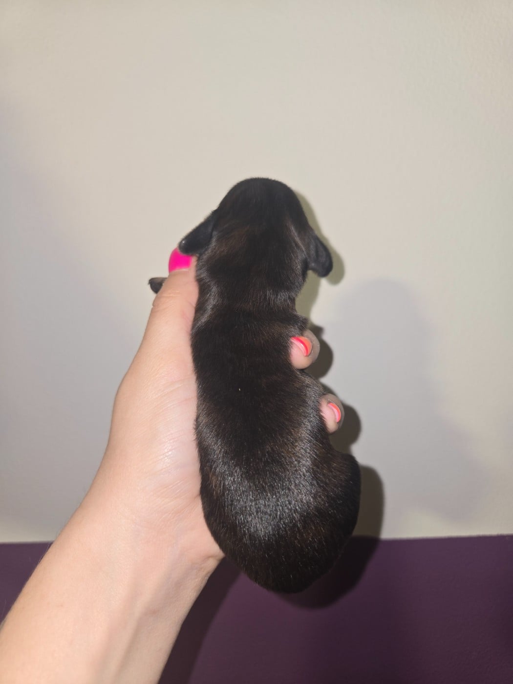 Chiot N°1