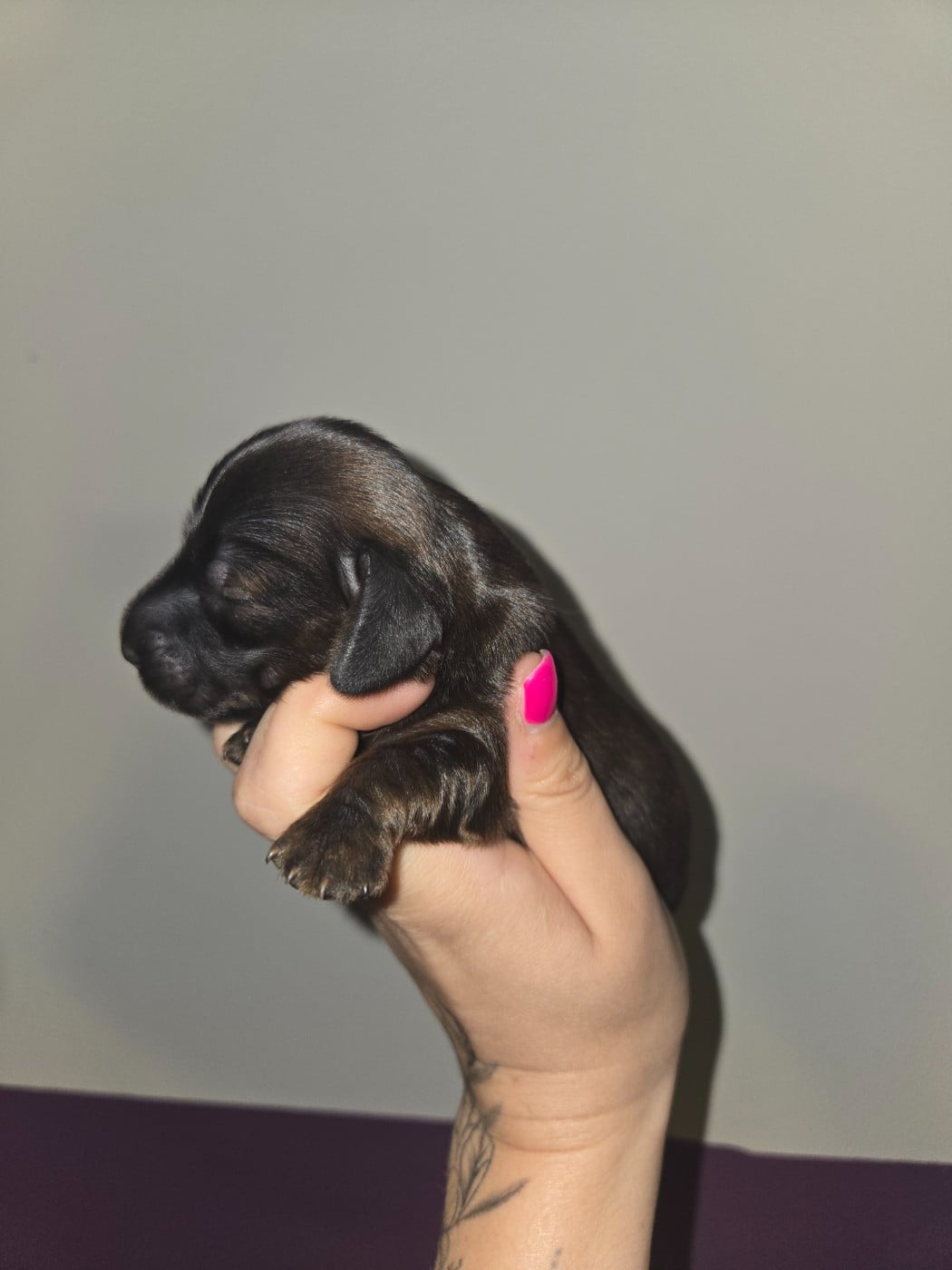 Chiot N°2