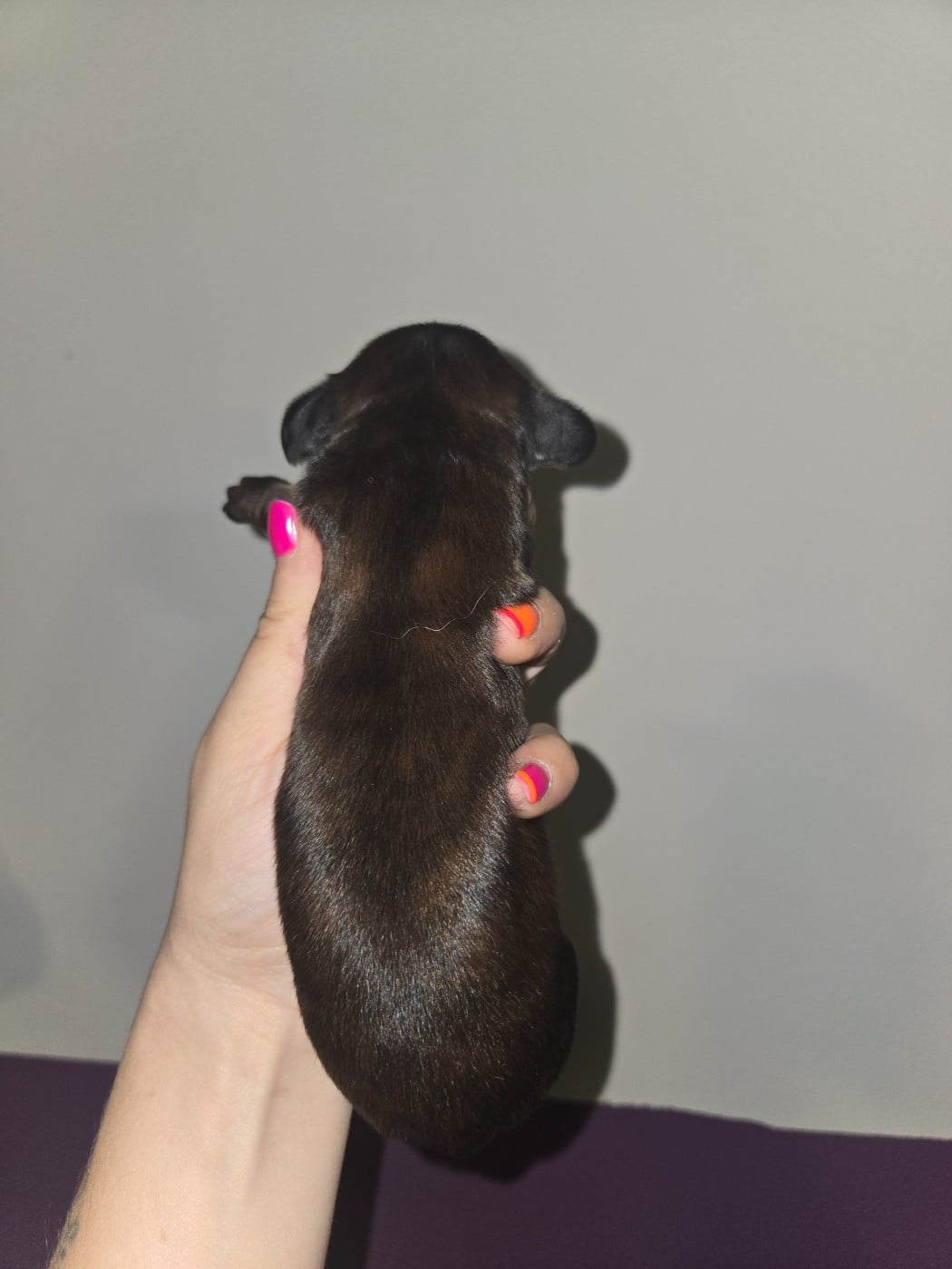 Chiot N°2