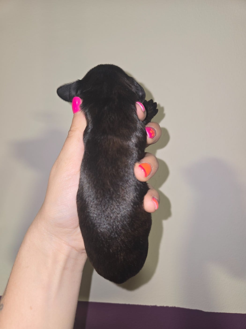 Chiot N°3